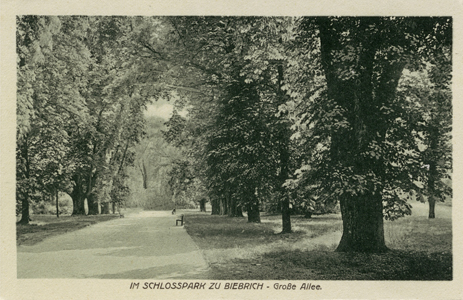 Die Dicke Allee im Biebricher Schlosspark (ca. Anfang des 20. Jahrhunderts)